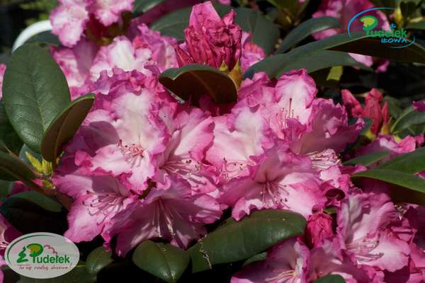 Rhododendron Blurettia